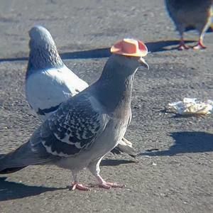 Meet your Posher, Mark